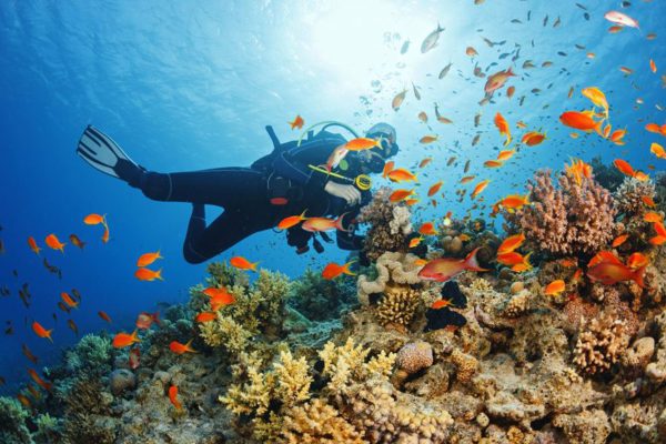 Zanzibar diving safaris