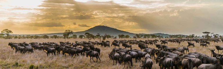 serengeti-national-park-banner