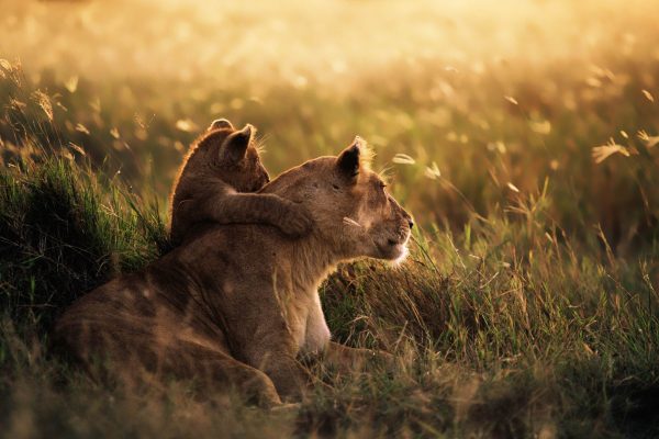 Lion_of_the_Serengeti_National_Park