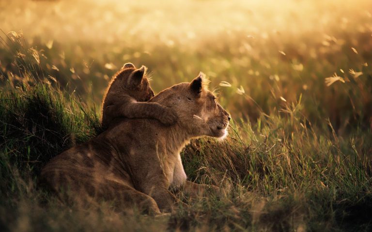 Lion_of_the_Serengeti_National_Park