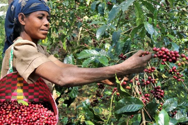 coffee-farmer