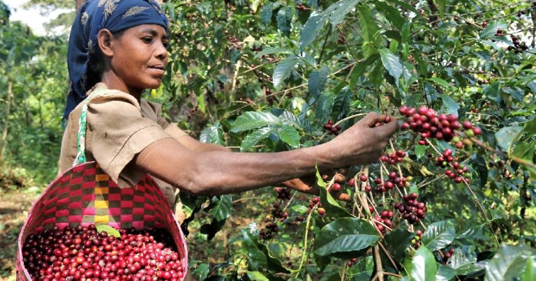 coffee-farmer